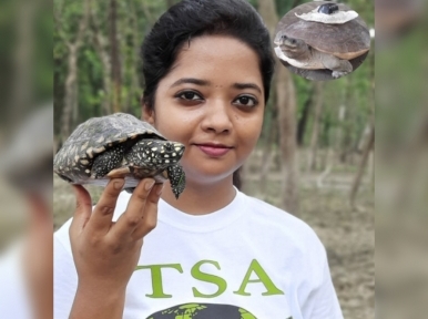 India seeks return of GPS implanted turtles rescued in Bangladesh