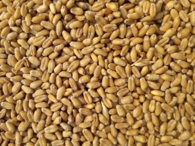 Bangladesh in talks with Russia for wheat import