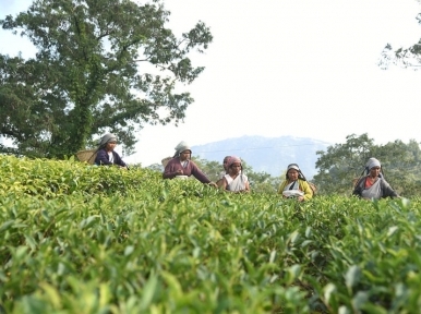 Tea workers participate in rallies appreciating Sheikh Hasina