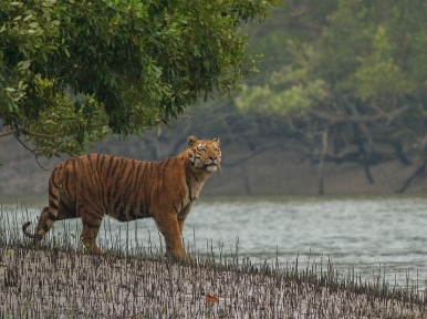 Sundarbans tigers moving to India: MP Moktadir