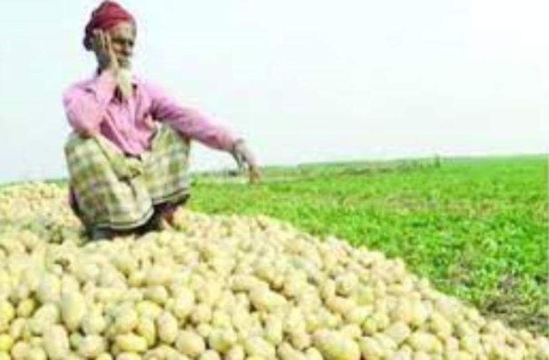 Despite ban lift, Bangladesh won't export potato to Russia this year
