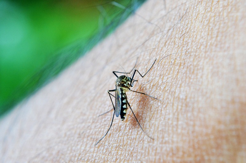 Five succumb to dengue, 440 admitted to hospital