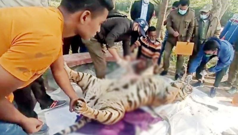 Deceased Royal Bengal tiger found in Sundarbans, buried after autopsy