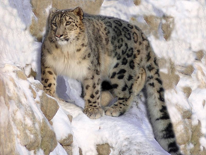 US: Snow leopard dies in zoo after suffering from COVID-19 US: Snow leopard dies in zoo after suffering from COVID-19