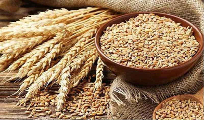 Government to import 5 lakh tons of wheat from Russia