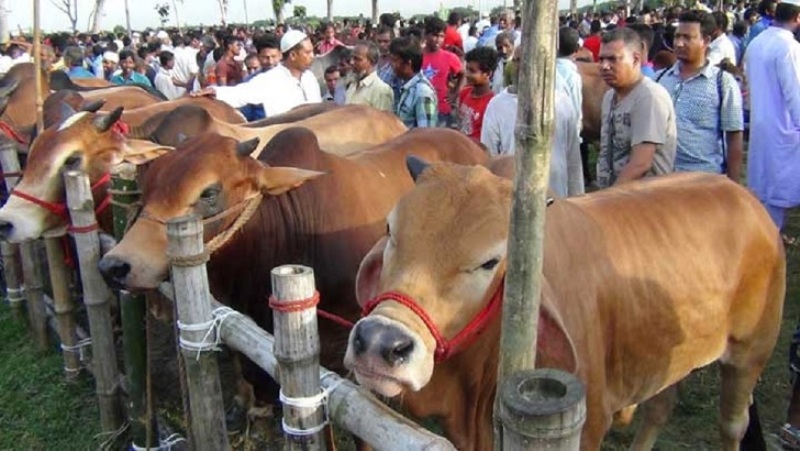 Eid-ul-Azha: People have to follow instructions while buying cattle