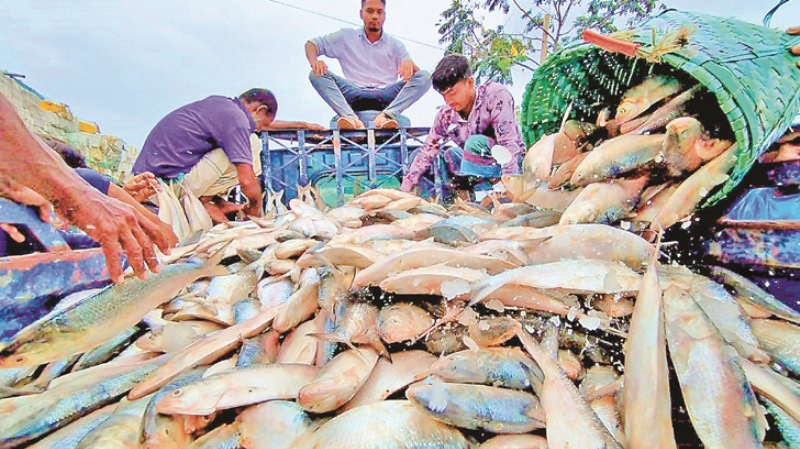 Export period of hilsa to India increased