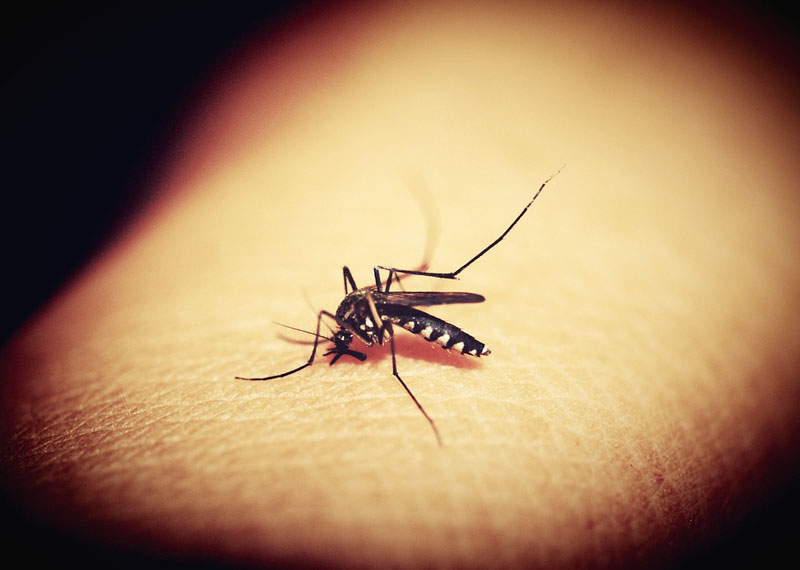 Dengue claims three more lives in Bangladesh