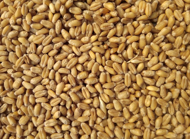 Bangladesh in talks with Russia for wheat import Bangladesh in talks with Russia for wheat import