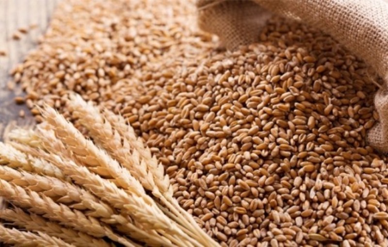 India not restricting wheat exports to Bangladesh: Indian High Commission