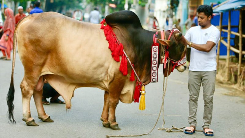 সারাদেশে ৯৯ লাখ ৫০ হাজার পশু কোরবানি