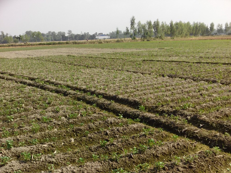 Potato fails to attract buyers in Thakurgaon despite being sold at low price