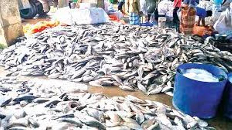 Hilsa flocks to Cox's Bazar: Fishermen not happy even after getting high prices