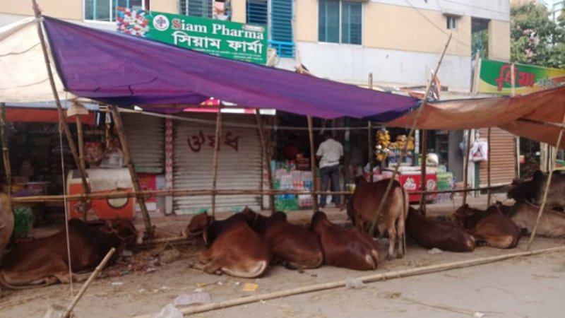 আবাসিক এলাকায় পশুর হাট, স্থানীয়দেও ভোগান্তি চরমে