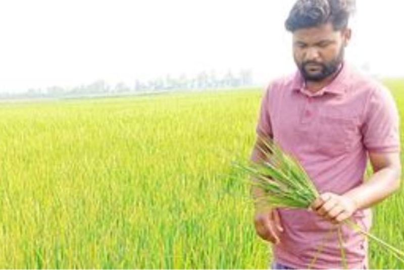 Government to rehabilitate farmers till next boro season