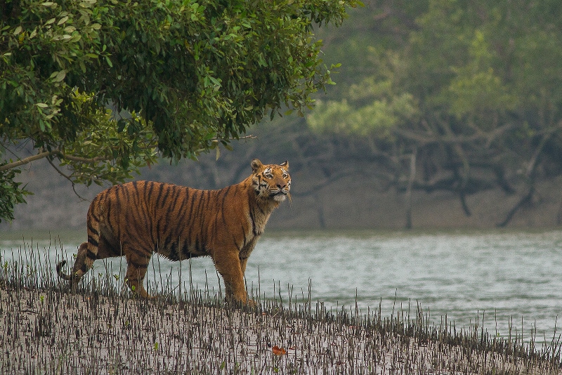 Sundarbans tigers moving to India: MP Moktadir