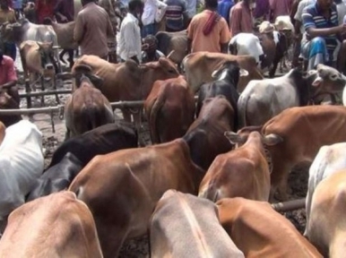Prices go up, small cows not available even for Tk 1 lakh