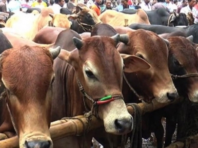 15 animal markets to be leased in two cities of Dhaka on Eid-ul-Azha
