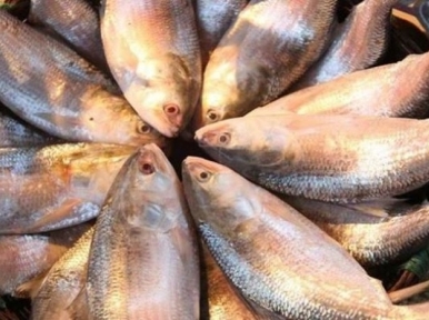 Bangladesh to export Hilsa to India during Durga Puja