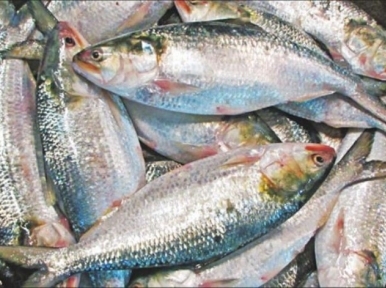 Ban on buying and selling hilsa for 22 days from midnight