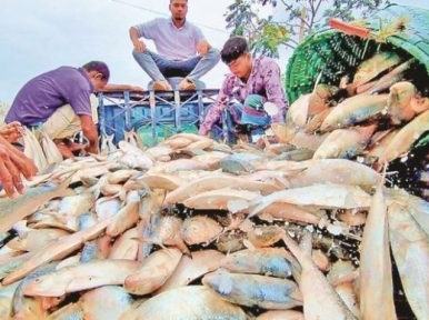 Apprehension about the export of hilsa to India, demand to extend the time