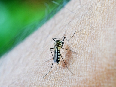 Eight more dengue patients recorded in past 24 hours in Bangladesh