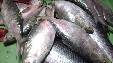 Bangladeshi hilsa being sold at Rs. 1,600-1,800 per kg in Kolkata