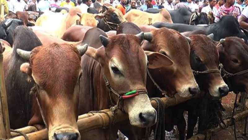 15 animal markets to be leased in two cities of Dhaka on Eid-ul-Azha