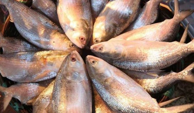 Bangladesh to export Hilsa to India during Durga Puja Bangladesh to export Hilsa to India during Durga Puja