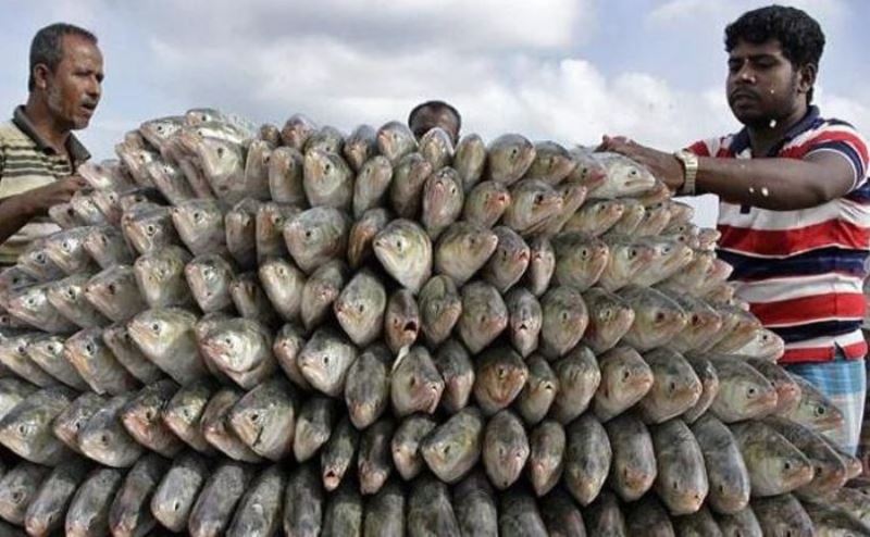 Kolkata fish traders want 60 days to import hilsa Kolkata fish traders want 60 days to import hilsa