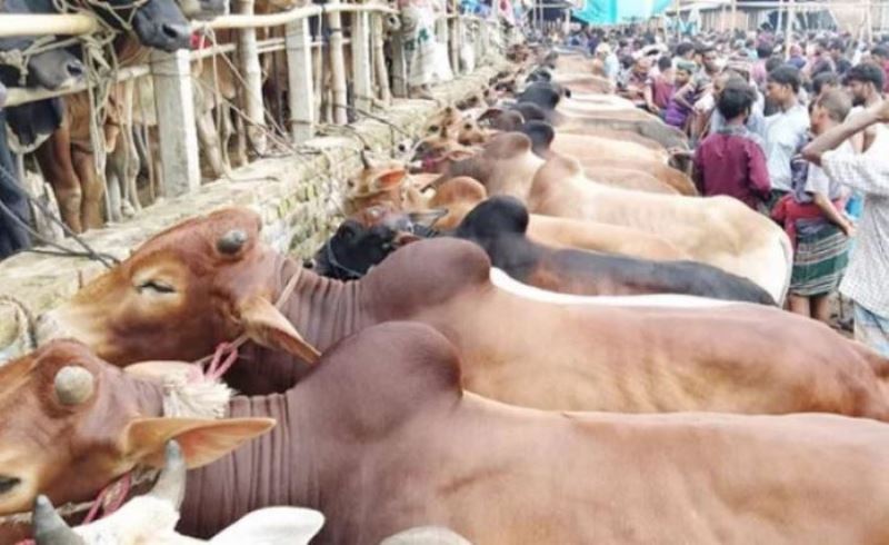 Eid-ul-Azha: 94.5 lakh animals sold for Tk 60,000 crore