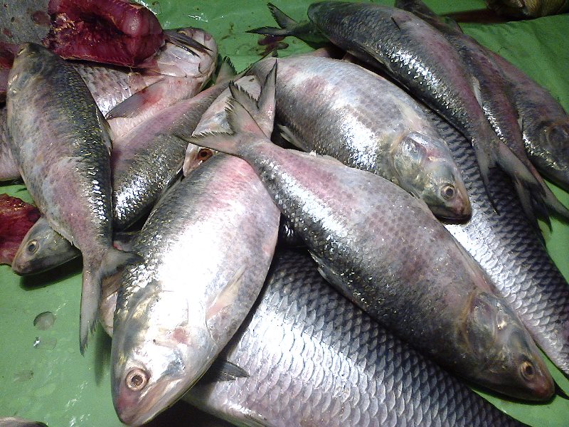 Bangladeshi hilsa being sold at Rs. 1,600-1,800 per kg in Kolkata Bangladeshi hilsa being sold at Rs. 1,600-1,800 per kg in Kolkata