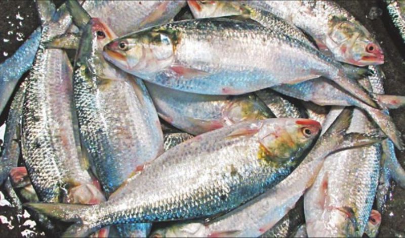 Ban on buying and selling hilsa for 22 days from midnight
