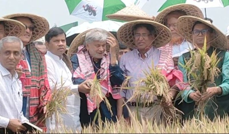 Three ministers cut paddy together in Haor