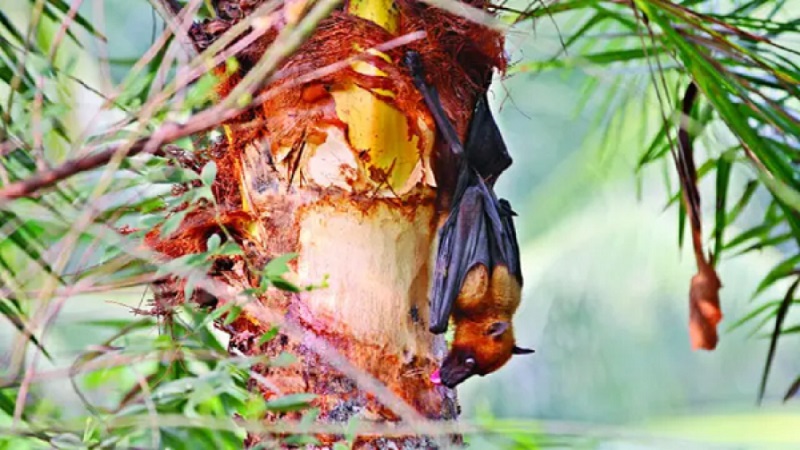 Nipah claims 5 lives so far this year