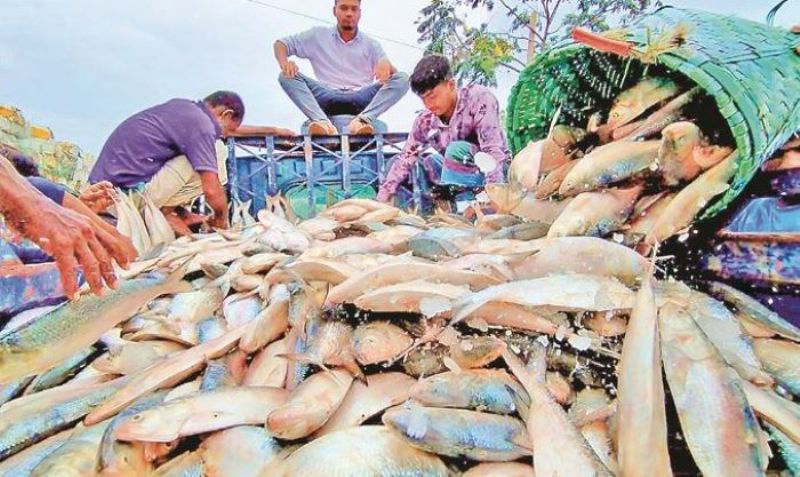 Apprehension about the export of hilsa to India, demand to extend the time
