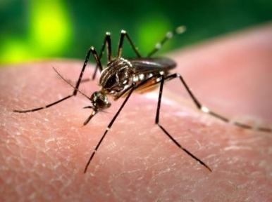 12% of Dhaka houses at high risk of dengue