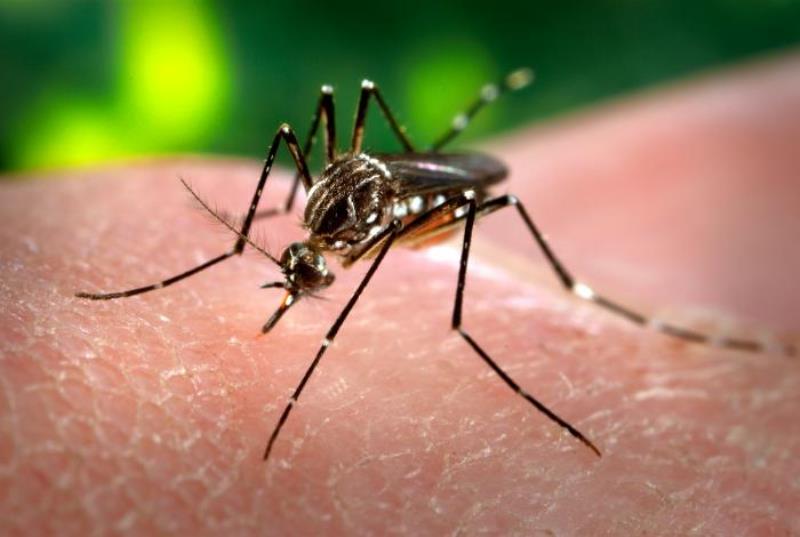 12% of Dhaka houses at high risk of dengue